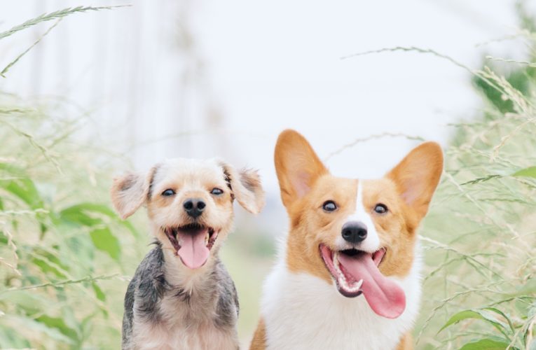 Preventing Home Dog Fights in Boston